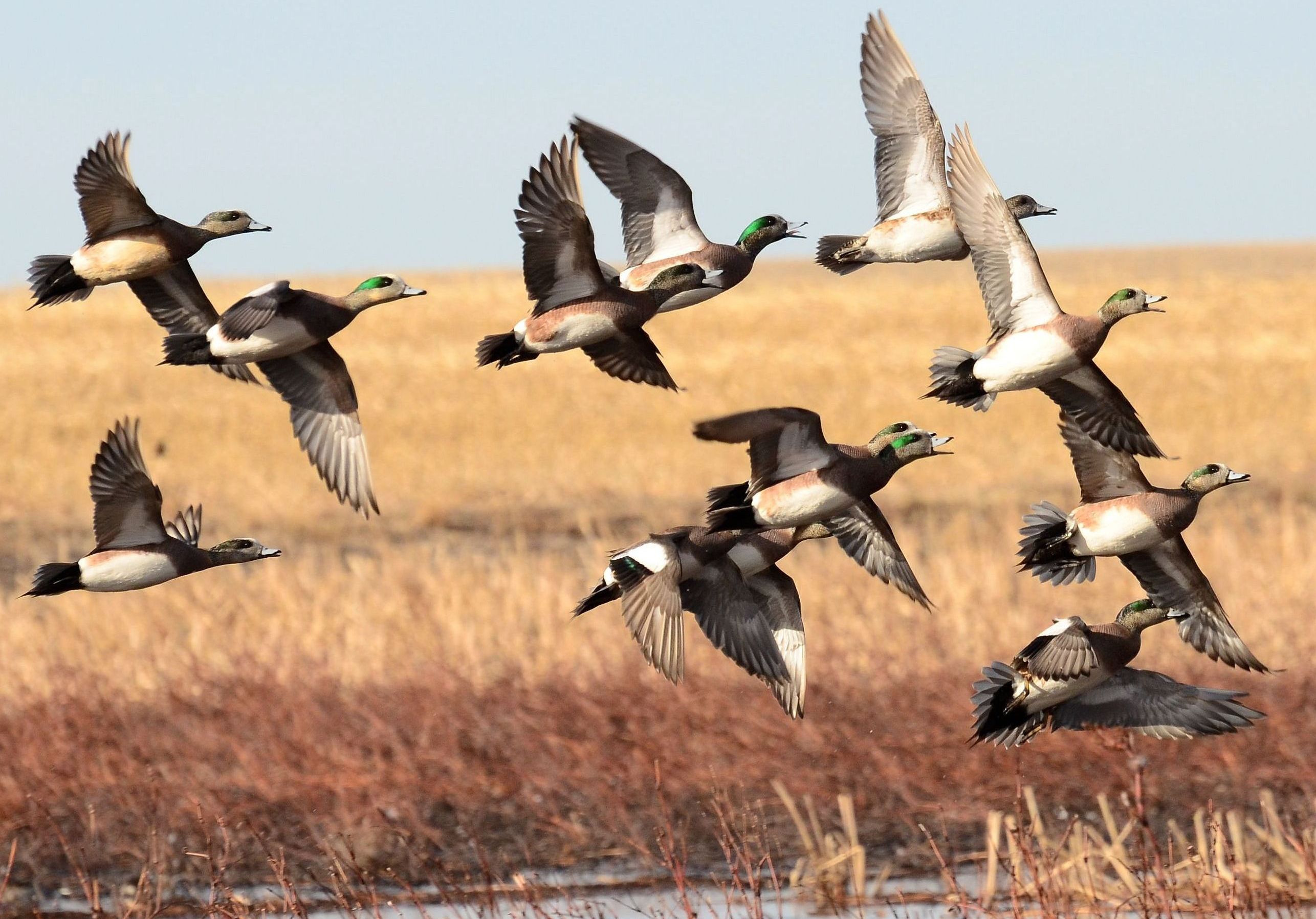 Waterfowl at Rainwater Basin Wetland Management District in Nebraska